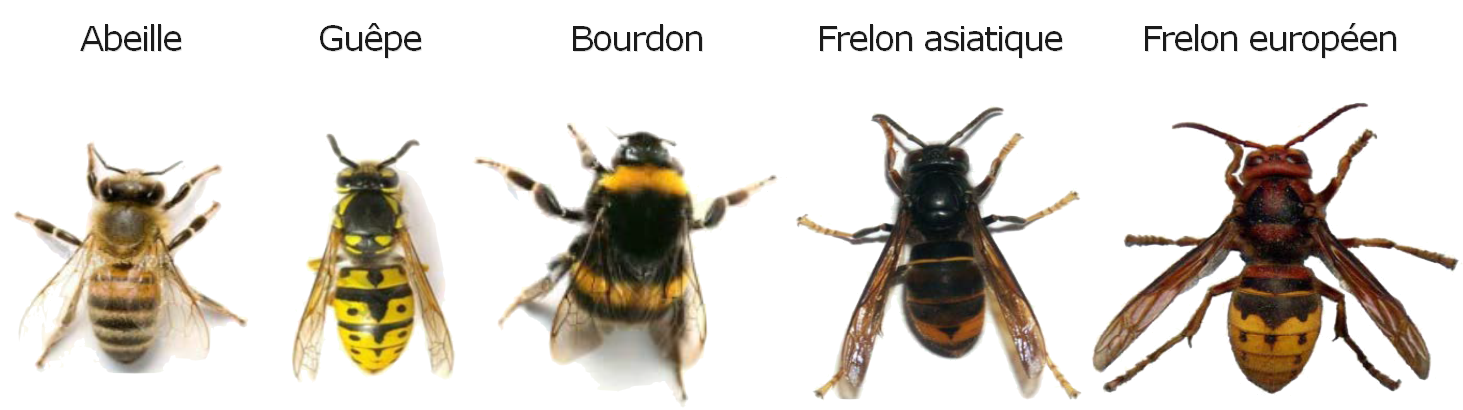 Comparaison de l'abeille, la guêpe, le bourdon, le frelon asiatique et le frelon européen