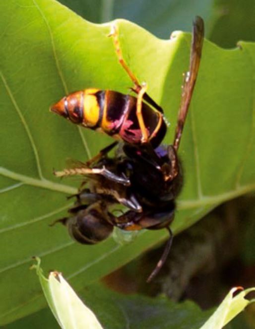 Frelon s'attaquant à une abeille