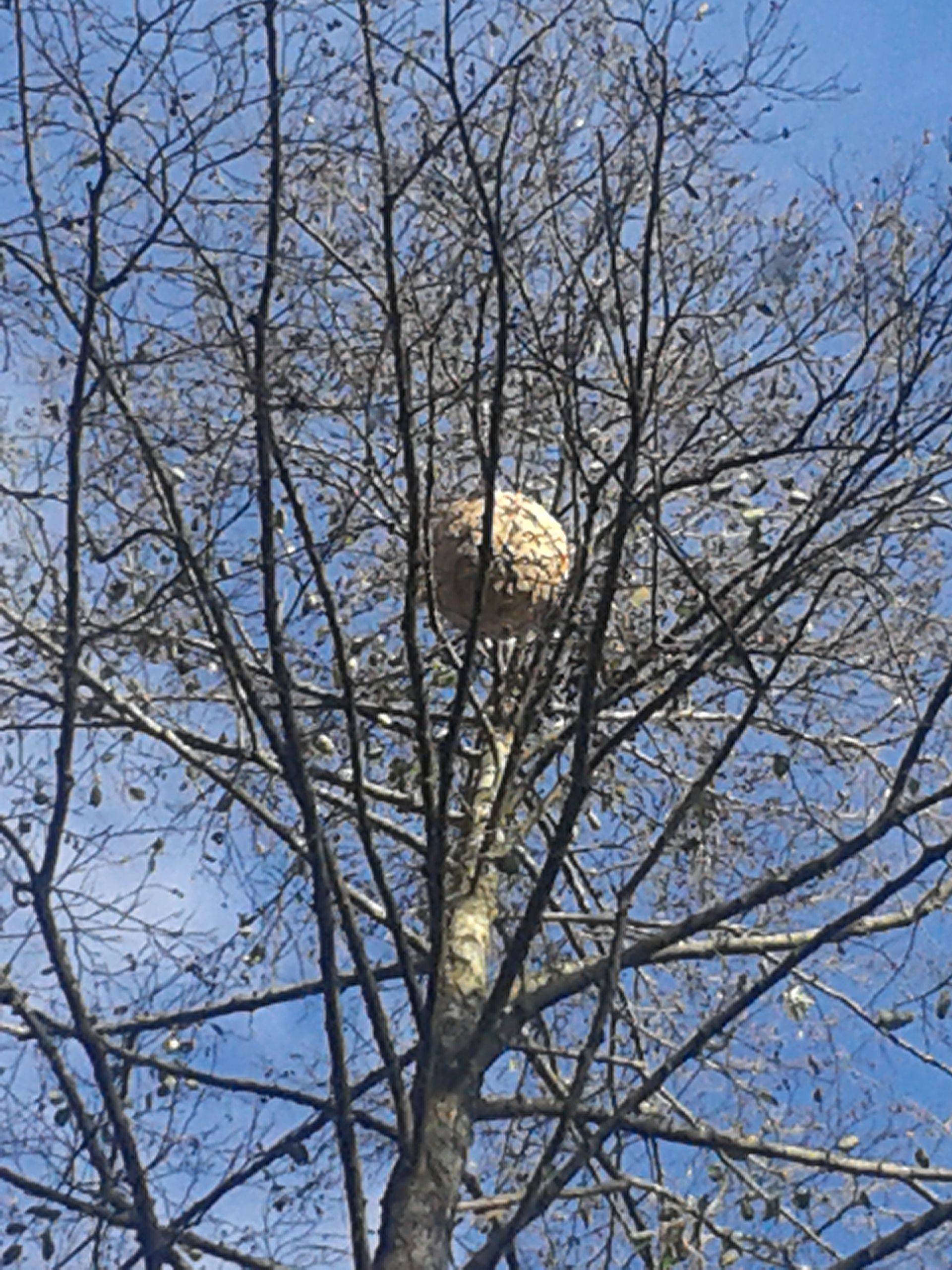 Nid secondaire dans un arbre